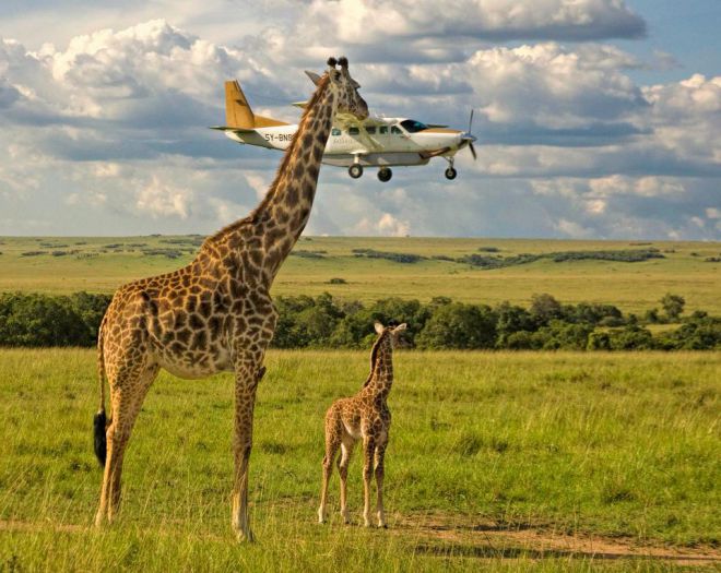этот жираф проверяет – пристегнуты ли ремни