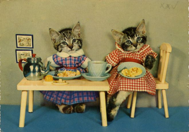 Кошки за столом