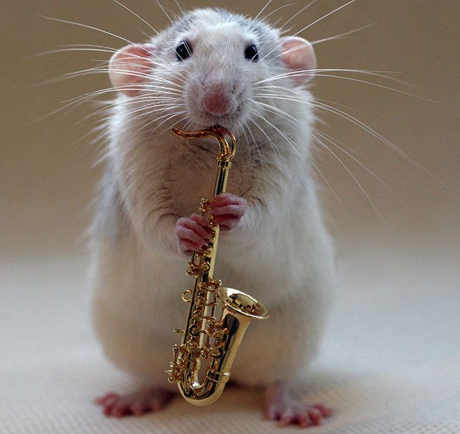 Крыса и саксофон
