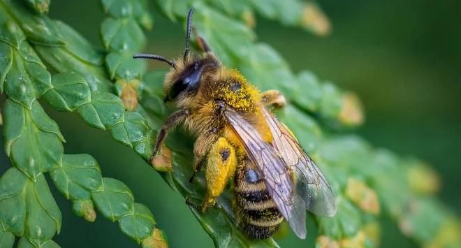 медоносная пчела