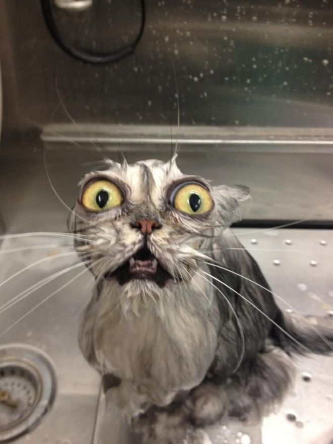 Мокрый кот с выпученными глазами