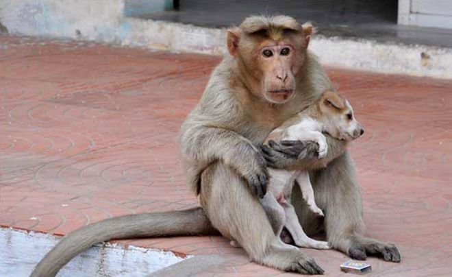 обезьяна и щенок