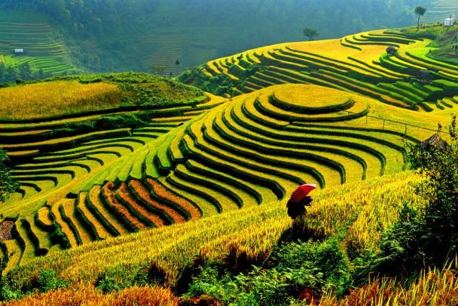 Рисовые террасные поля СаПа, Вьетнам