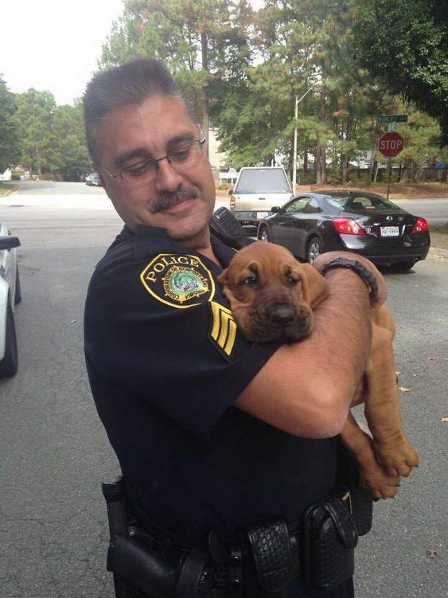 Рыжий щенок на руках у полицейского