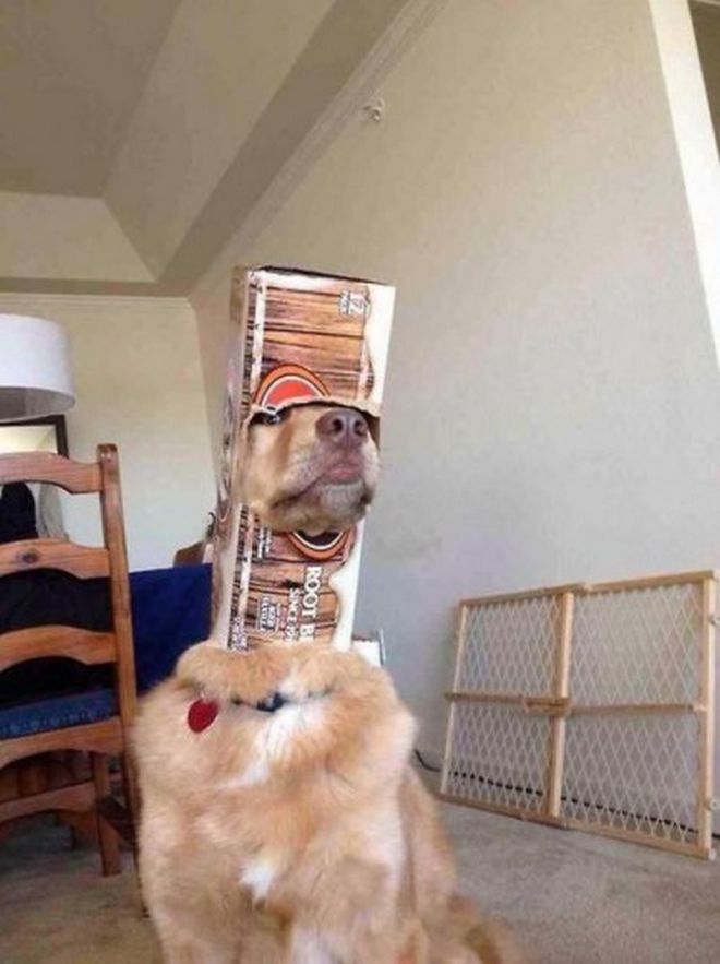 Собака с коробкой на голове