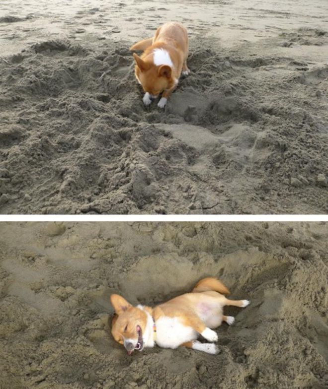 Собака роет себе ямку в песке