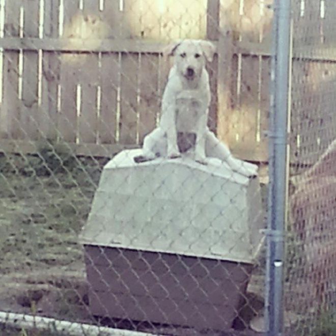 Собака сидит верхом на будке