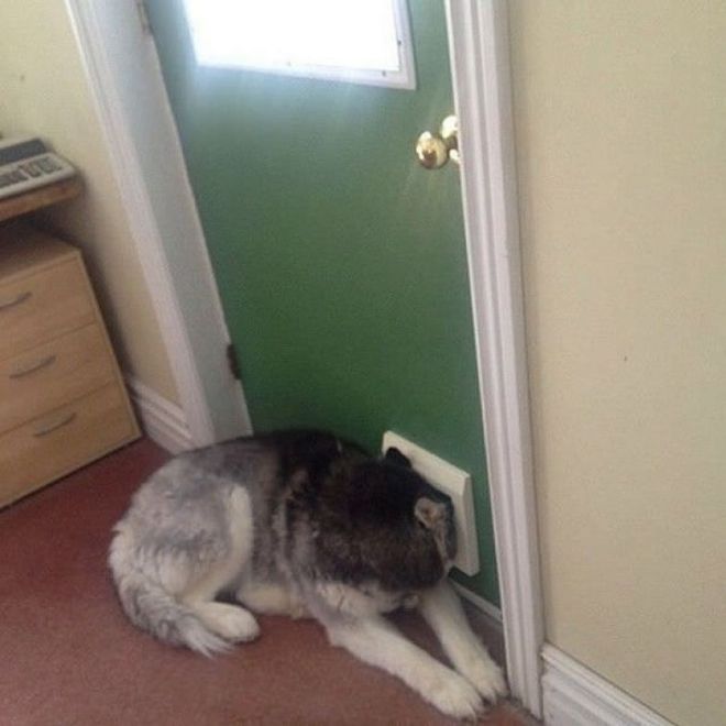 Собака выглядывает в отверстие в двери