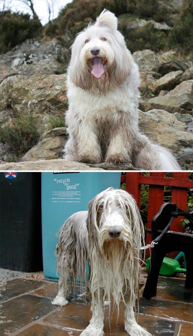 Мокрый пес