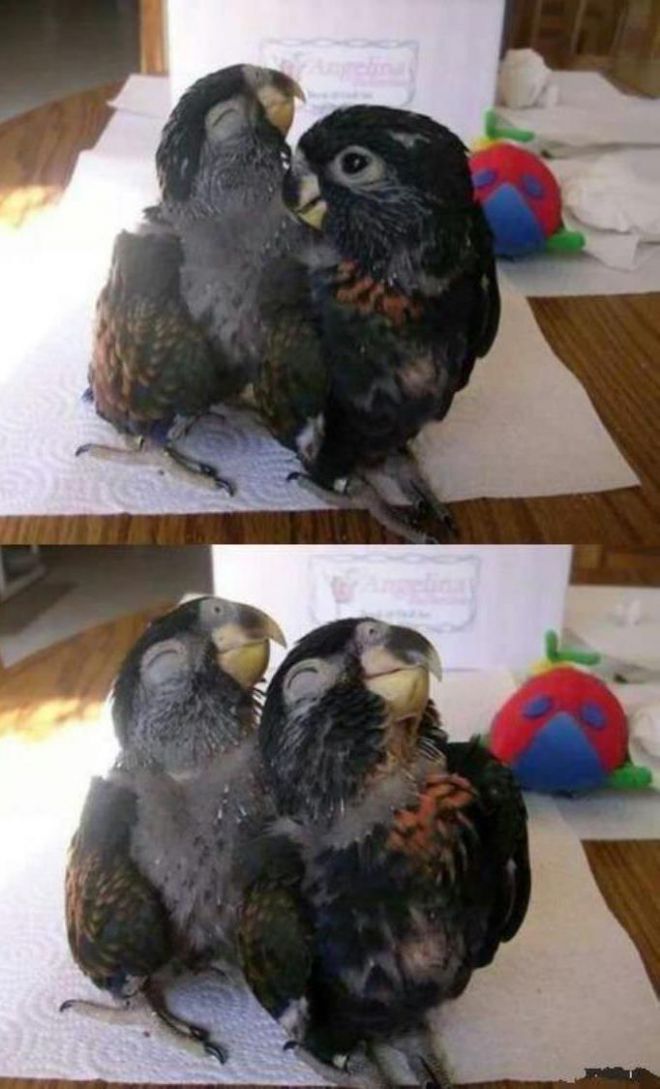 Пара попугайчиков