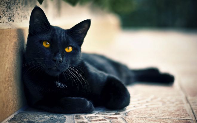 Черные кошки приносят …