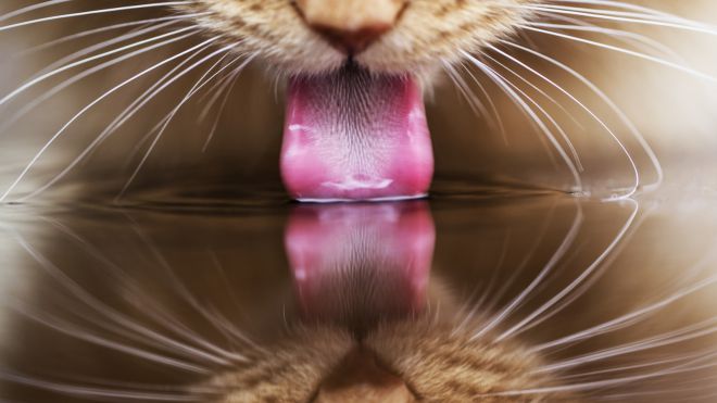  <p>Кошки могут пить соленую воду