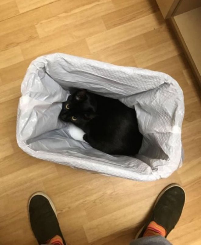В мусорке кот