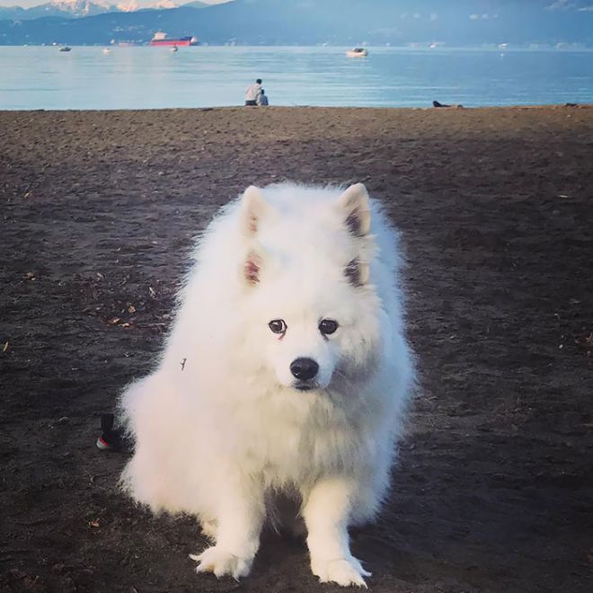 Собака на побережье