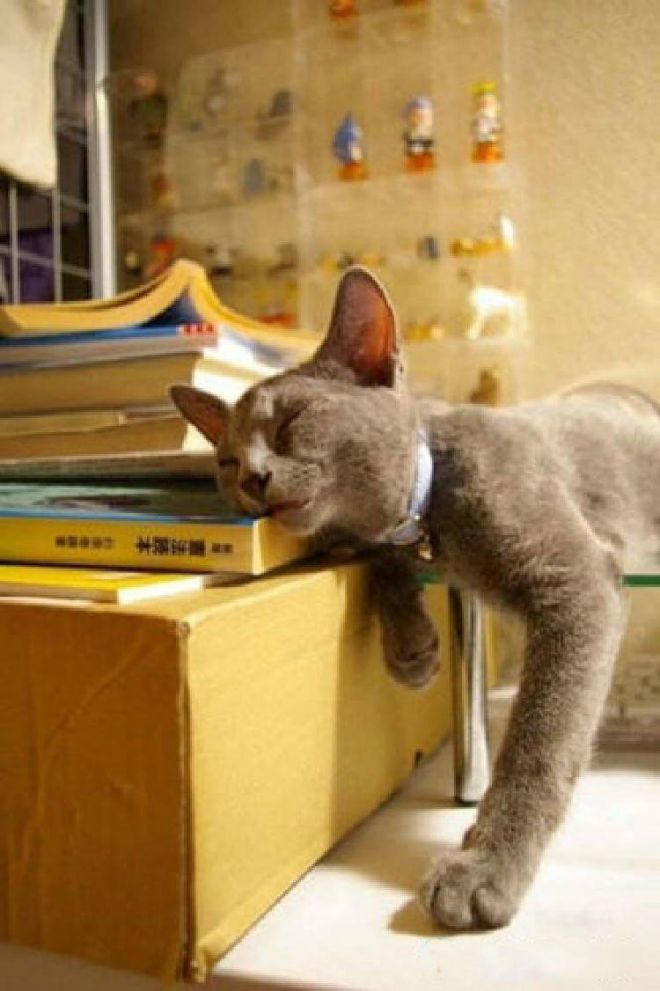 Кот спит щекой на книжке