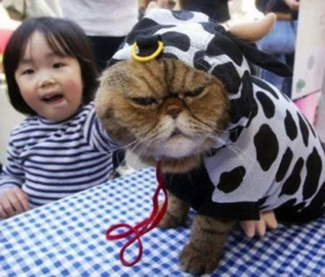 Кот в костюме коровы
