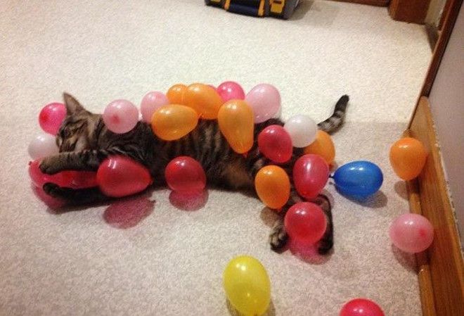 Кот в шариках