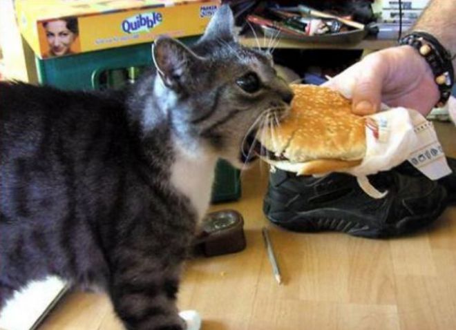 Кот жует чизбургер