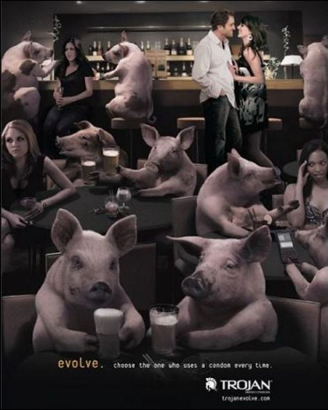Свиньи и люди в баре