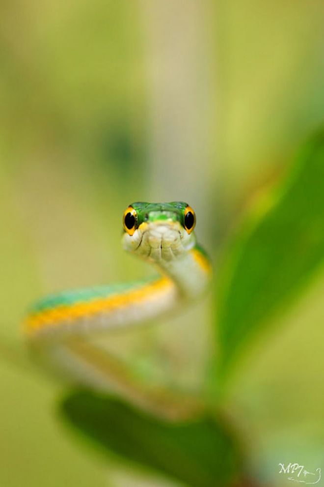 Змея на зеленом фоне