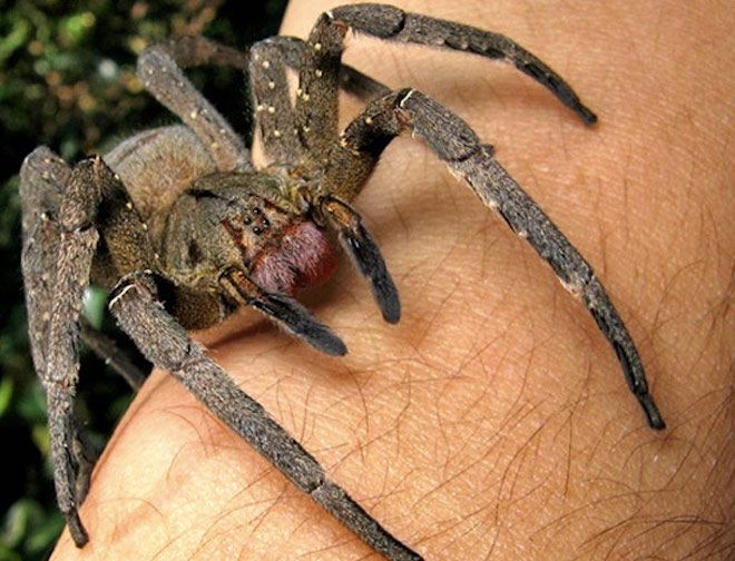 Бразильские странствующие пауки