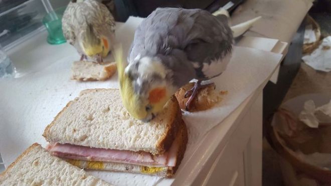 Попугаи и бутерброды