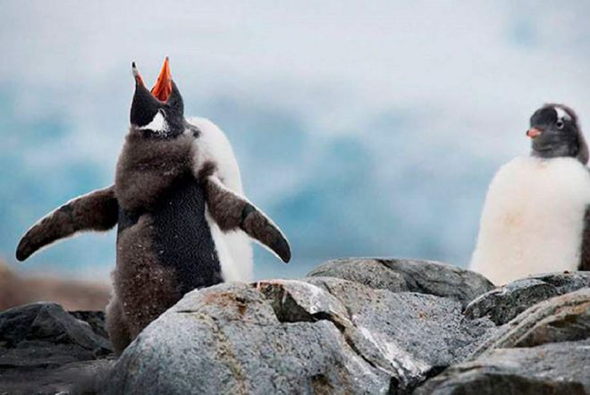 Киндер пингви
