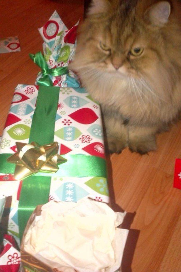 Кот с подарками