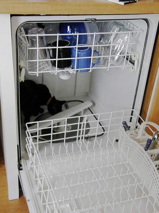 Кот в посудомойке
