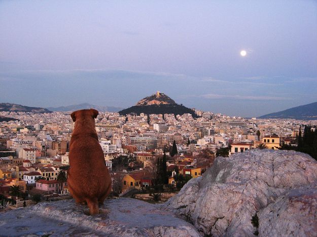 Собака смотрит на Афины