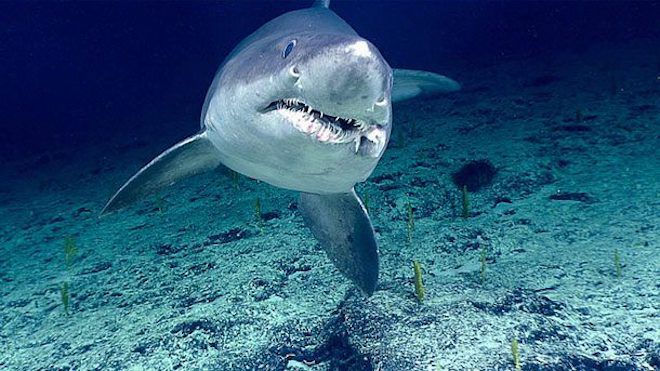 Зубастая акула