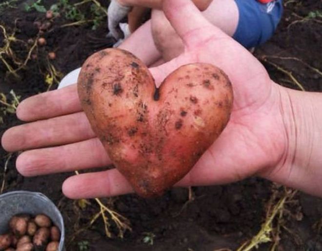 картошка сердце
