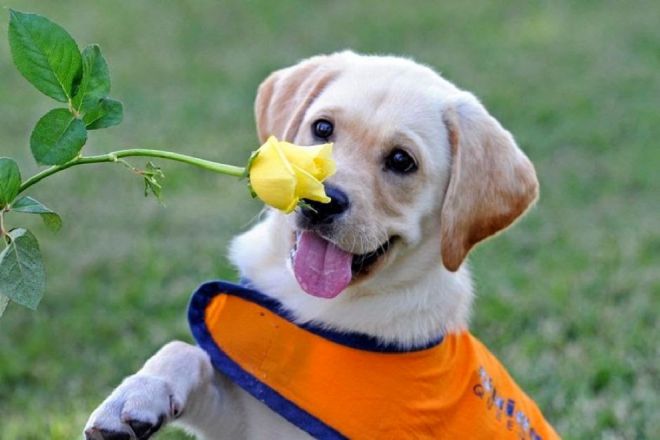 Пес и цветок