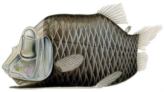 Рыба рода опистопроктовые