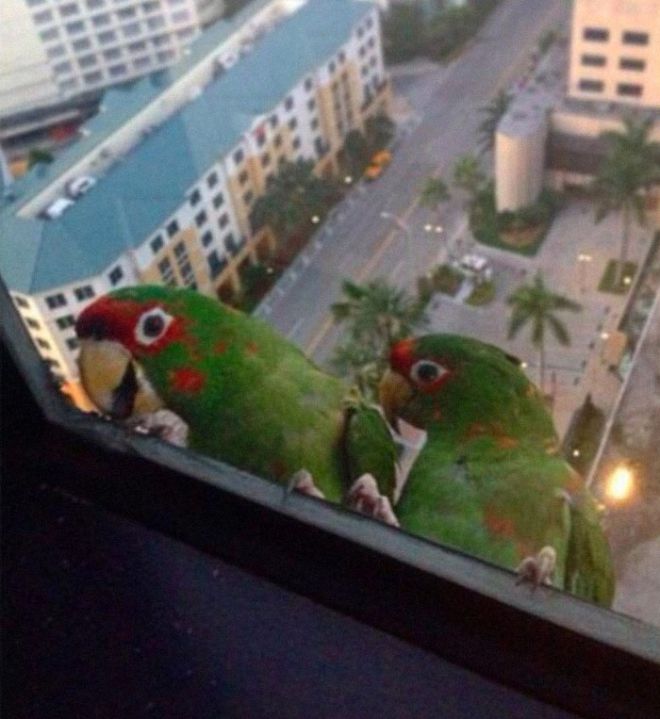 Зеленые попугаи