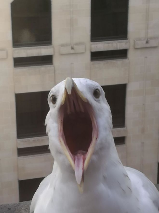 Птица с открытым ртом
