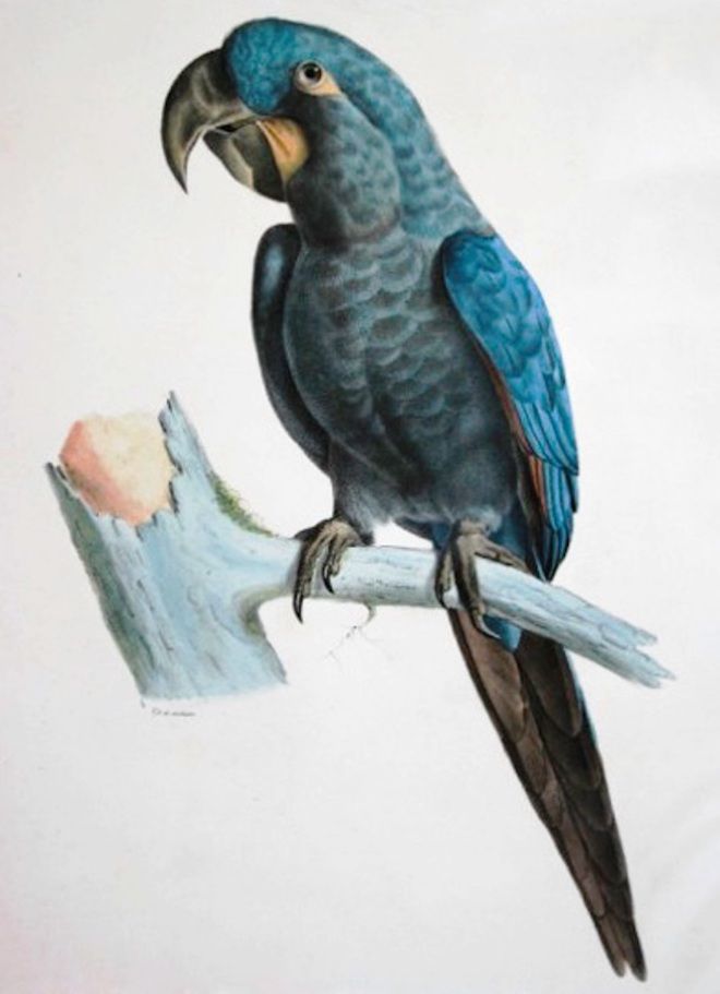 Серо-голубой гиацинтовый макао