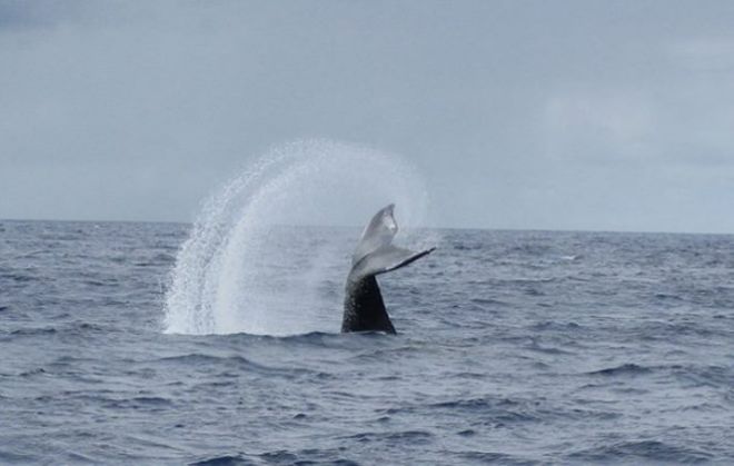 Хвост кита в воде
