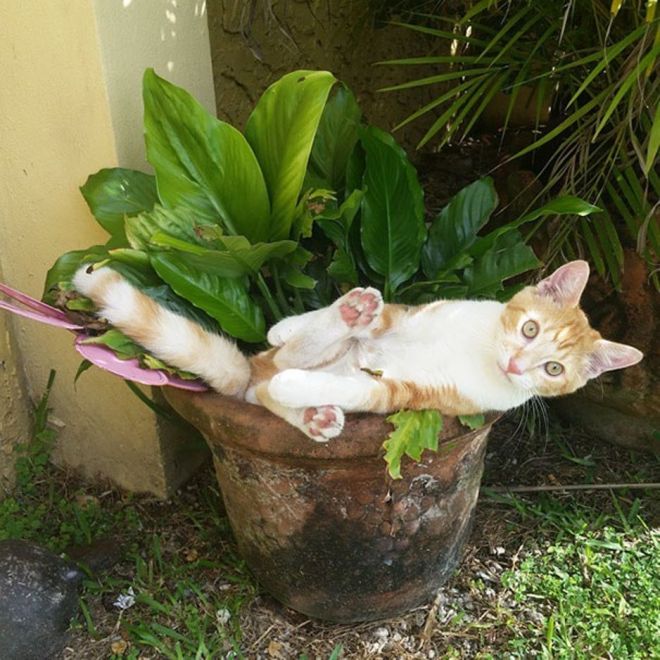 коты - цветы жизни