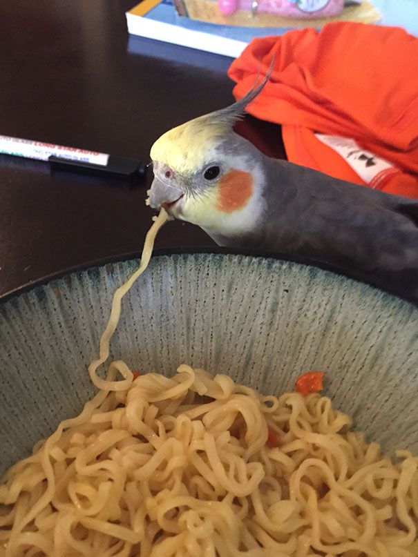 попугай ест макароны