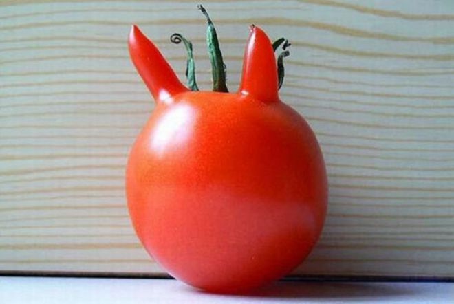 Чертовски привлекательный помидор