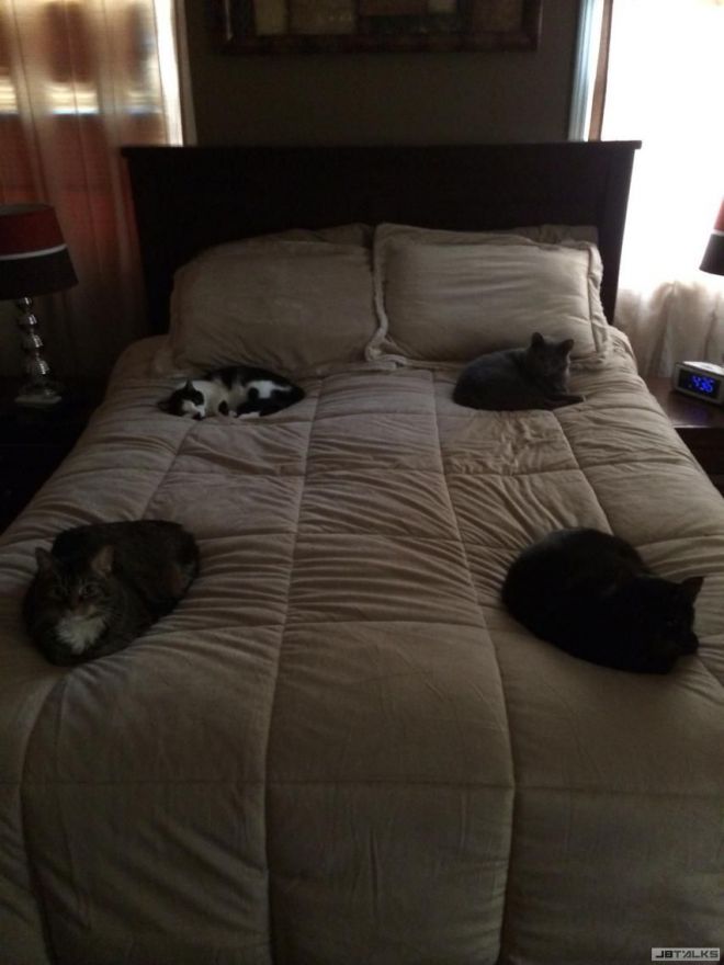 Четыре кота поуглам кровати