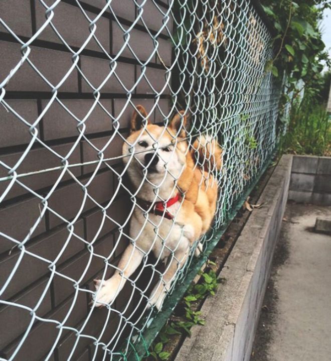 Пес застрял между домом и забором