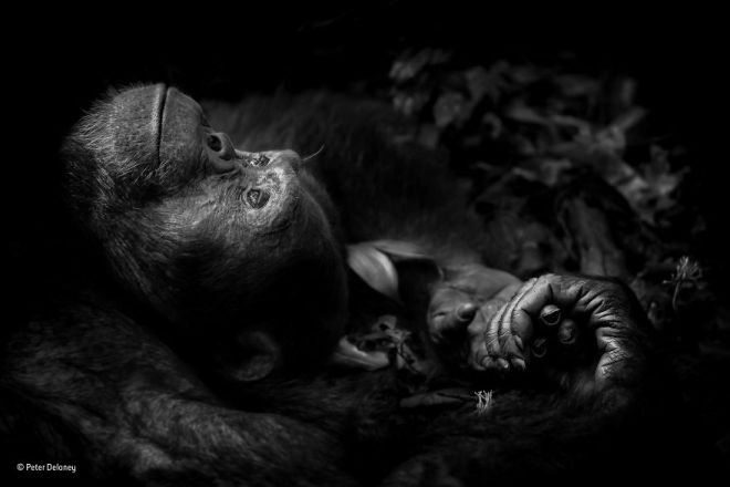 Шимпанзе лежит на земле