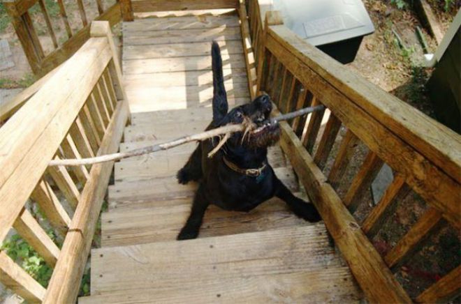 Собака затряла на лестнице с палкой