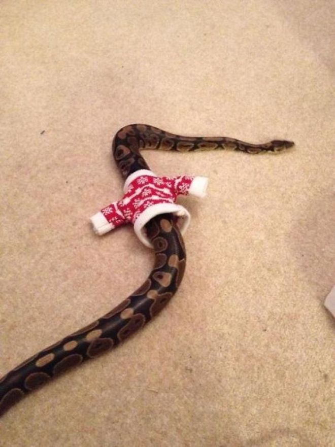 Змея и свитер