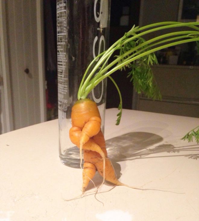 Йоу, морковка на стиле