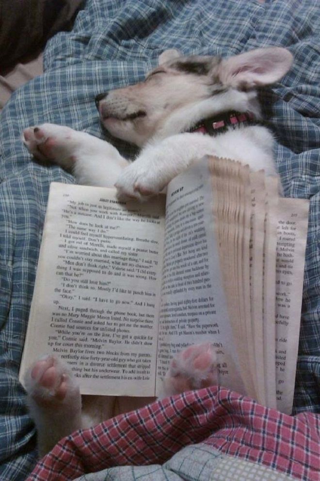 Щенок спит под книгой