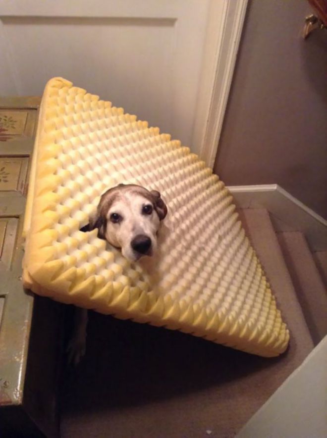 Собака застрала в своем диванчике
