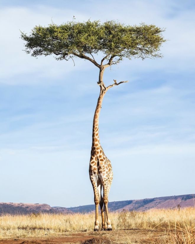дерево-жираф